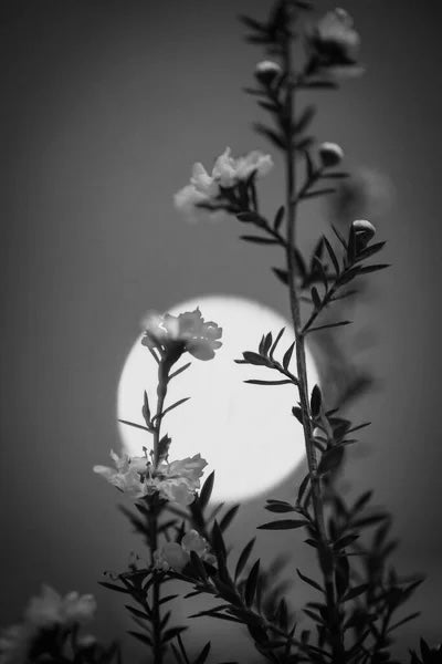Moonflower Coco Apricot Candle